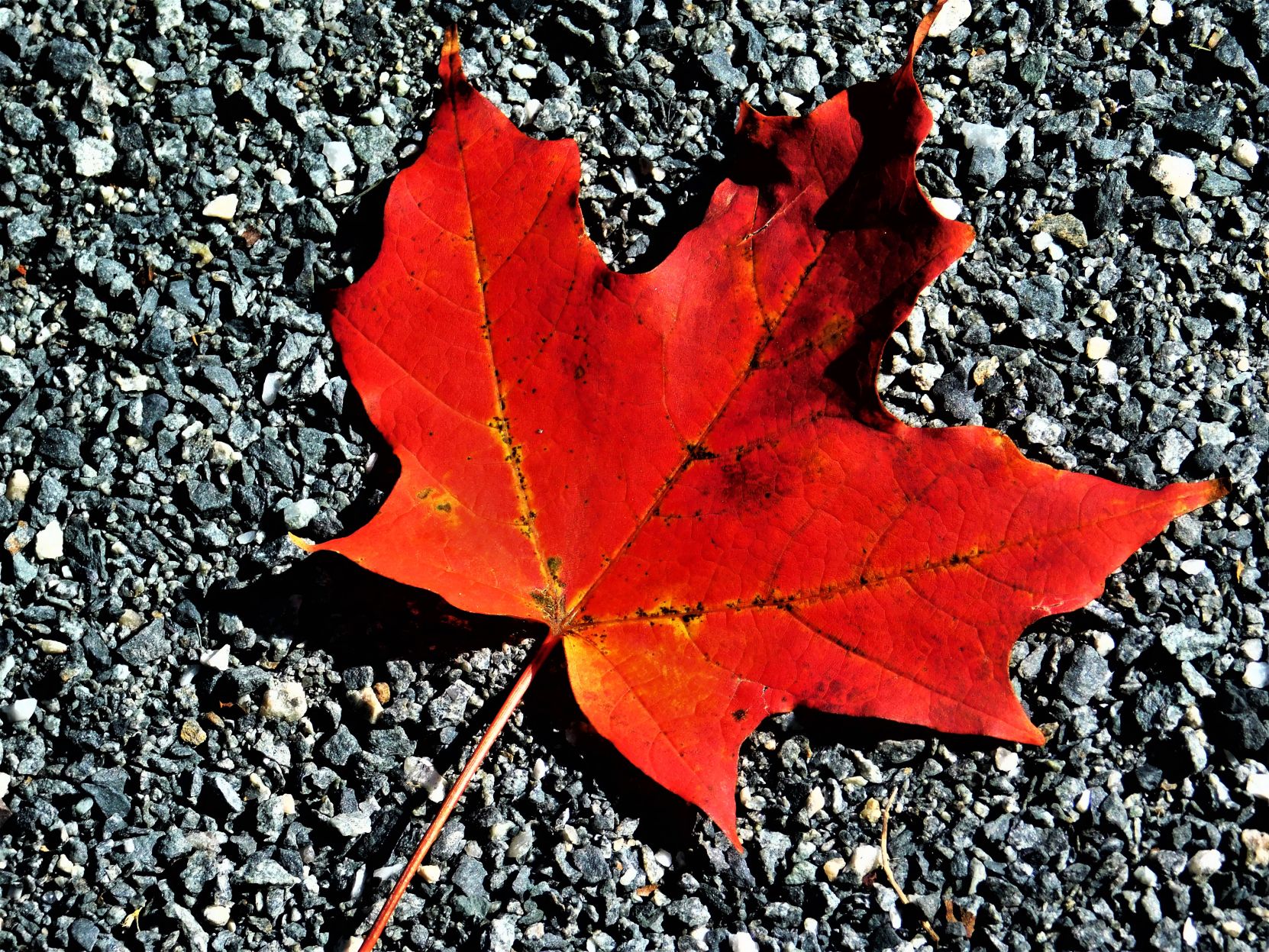Fall Leaf